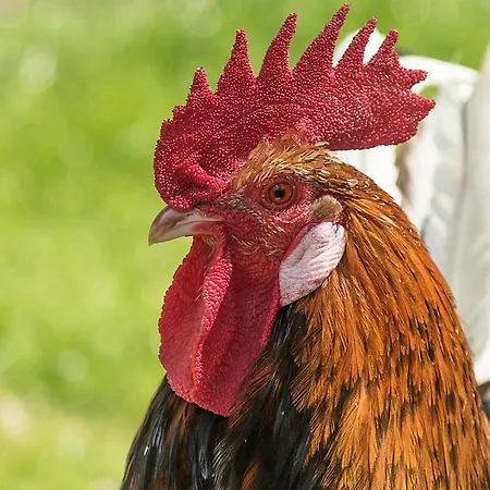 Landgasthof Hieren Muehle ゲストハウス