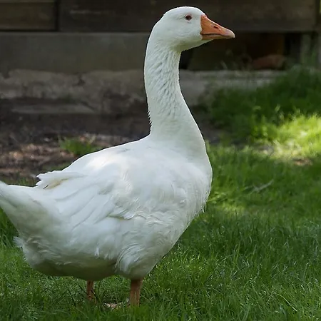 ゲストハウス Landgasthof Hieren Muehle 3*