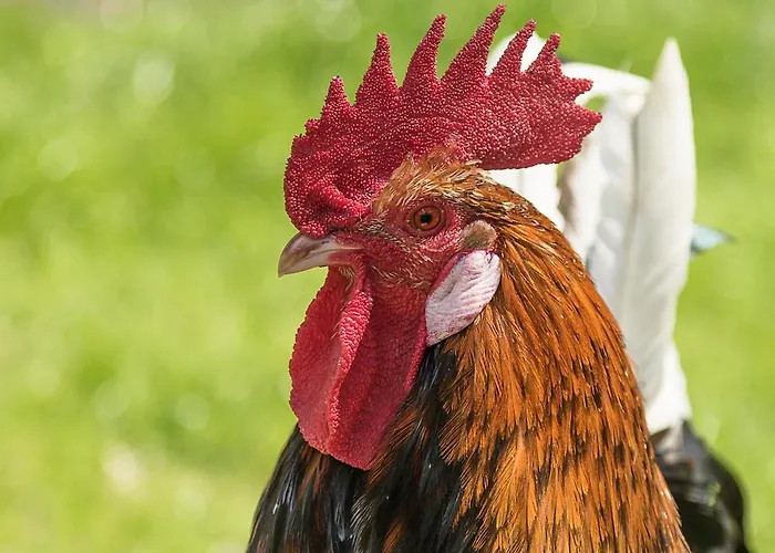 Landgasthof Hieren Muehle Gæstehus