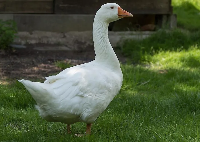 Gæstehus Landgasthof Hieren Muehle 3*